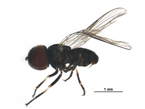  ( - BIOUG28293-F07)  @11 [ ] CreativeCommons - Attribution (2017) CBG Photography Group Centre for Biodiversity Genomics
