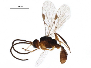  ( - BIOUG28344-G03)  @13 [ ] CreativeCommons - Attribution (2017) CBG Photography Group Centre for Biodiversity Genomics