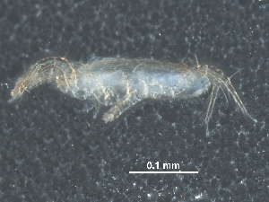  (Typhlodromips sp. JCS01 - BIOUG28347-F01)  @13 [ ] CreativeCommons - Attribution (2016) CBG Photography Group Centre for Biodiversity Genomics