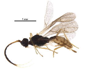  (Hormius robcolwelli - BIOUG27759-A09)  @11 [ ] CreativeCommons - Attribution (2017) CBG Photography Group Centre for Biodiversity Genomics