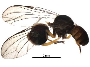  (Elmohardyia sp. CR4 - BIOUG27971-B11)  @12 [ ] CreativeCommons - Attribution (2016) CBG Photography Group Centre for Biodiversity Genomics
