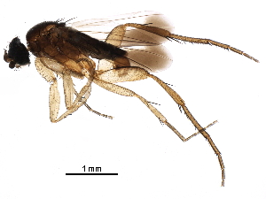  (Coniceromyia - BIOUG28093-G04)  @14 [ ] CreativeCommons - Attribution (2016) CBG Photography Group Centre for Biodiversity Genomics