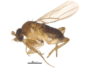  (Metopina_group - BIOUG19394-B12)  @15 [ ] CreativeCommons - Attribution (2015) CBG Photography Group Centre for Biodiversity Genomics