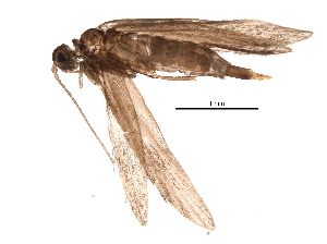  ( - BIOUG19587-G01)  @14 [ ] CreativeCommons - Attribution (2015) CBG Photography Group Centre for Biodiversity Genomics