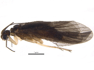  (Chimarra longiterga - BIOUG18388-H07)  @14 [ ] CreativeCommons - Attribution (2015) CBG Photography Group Centre for Biodiversity Genomics