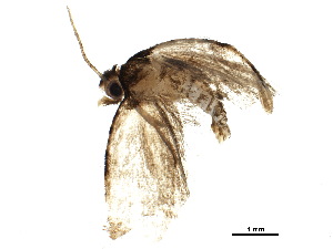  ( - BIOUG19724-G10)  @13 [ ] CreativeCommons - Attribution (2015) CBG Photography Group Centre for Biodiversity Genomics