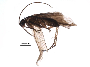  (Chimarra spangleri - BIOUG19724-H06)  @14 [ ] CreativeCommons - Attribution (2016) CBG Photography Group Centre for Biodiversity Genomics