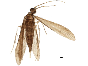  ( - BIOUG19725-A07)  @11 [ ] CreativeCommons - Attribution (2018) CBG Photography Group Centre for Biodiversity Genomics