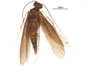  ( - BIOUG19725-B01)  @11 [ ] CreativeCommons - Attribution (2018) CBG Photography Group Centre for Biodiversity Genomics