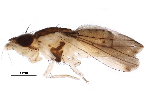  (Trigonometopus - BIOUG19726-A06)  @14 [ ] CreativeCommons - Attribution (2016) CBG Photography Group Centre for Biodiversity Genomics