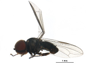  ( - BIOUG19726-G11)  @11 [ ] CreativeCommons - Attribution (2017) CBG Photography Group Centre for Biodiversity Genomics