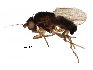  (Sclerocoelus irregularis - BIOUG22788-F12)  @14 [ ] CreativeCommons - Attribution (2016) CBG Photography Group Centre for Biodiversity Genomics