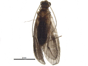  ( - BIOUG20202-C02)  @13 [ ] CreativeCommons - Attribution (2016) CBG Photography Group Centre for Biodiversity Genomics
