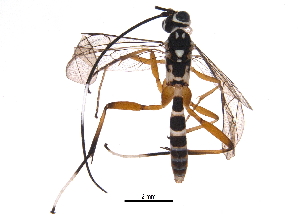  ( - BIOUG22612-A03)  @13 [ ] CreativeCommons - Attribution (2016) CBG Photography Group Centre for Biodiversity Genomics