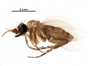  (Holopterina - BIOUG22618-G10)  @14 [ ] CreativeCommons - Attribution (2016) CBG Photography Group Centre for Biodiversity Genomics