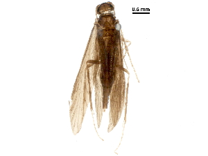  ( - BIOUG23036-H10)  @11 [ ] CreativeCommons - Attribution (2018) CBG Photography Group Centre for Biodiversity Genomics