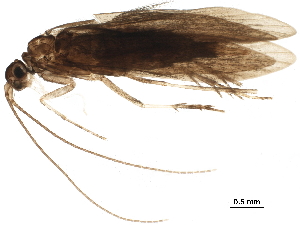  ( - BIOUG23036-H02)  @11 [ ] CreativeCommons - Attribution (2018) CBG Photography Group Centre for Biodiversity Genomics