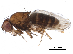  (Drosophila emarginata - BIOUG23582-D07)  @14 [ ] CreativeCommons - Attribution (2016) CBG Photography Group Centre for Biodiversity Genomics