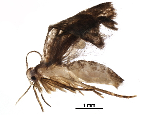  (gelMalaise01 Malaise8818 - BIOUG24603-H06)  @14 [ ] CreativeCommons - Attribution (2016) CBG Photography Group Centre for Biodiversity Genomics