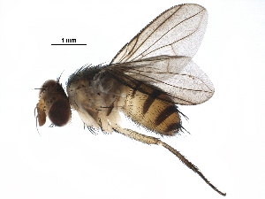  (Ceromya Janzen05 - BIOUG25181-B04)  @14 [ ] CreativeCommons - Attribution (2016) CBG Photography Group Centre for Biodiversity Genomics