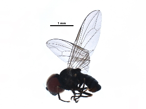  (Elmohardyia sp. CR5 - BIOUG25312-B12)  @14 [ ] CreativeCommons - Attribution (2016) CBG Photography Group Centre for Biodiversity Genomics