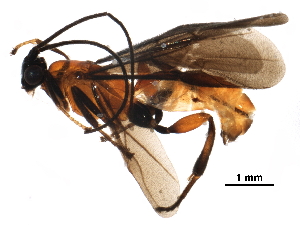  ( - BIOUG28198-C07)  @14 [ ] CreativeCommons - Attribution (2016) CBG Photography Group Centre for Biodiversity Genomics