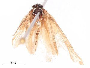  ( - CBG-B16537-B10)  @11 [ ] CreativeCommons - Attribution Share - Alike (2025) CBG Photography Group Centre for Biodiversity Genomics