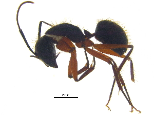  (Camponotus rufipes - BIOUG24130-C07)  @14 [ ] CreativeCommons - Attribution (2015) CBG Photography Group Centre for Biodiversity Genomics