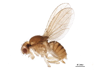  (Hirtodrosophila mendeli - BIOUG22472-F11)  @14 [ ] CreativeCommons - Attribution (2015) CBG Photography Group Centre for Biodiversity Genomics