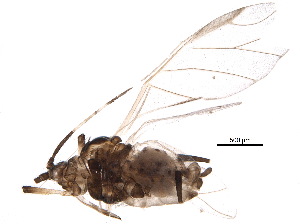  (Aphis citricidus - BIOUG22478-A08)  @14 [ ] CreativeCommons - Attribution (2015) CBG Photography Group Centre for Biodiversity Genomics