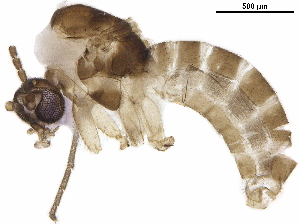  ( - BIOUG41487-B01)  @12 [ ] CreativeCommons - Attribution (2019) CBG Photography Group Centre for Biodiversity Genomics