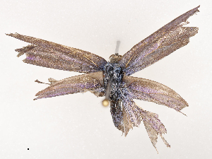  ( - CBG-B00050-A10)  @11 [ ] CreativeCommons - Attribution Share - Alike (2025) CBG Photography Group Centre for Biodiversity Genomics