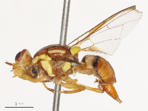  ( - CBG-B00051-A04)  @11 [ ] CreativeCommons - Attribution Share - Alike (2025) CBG Photography Group Centre for Biodiversity Genomics