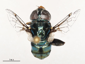  ( - CBG-B00051-A08)  @11 [ ] CreativeCommons - Attribution Share - Alike (2025) CBG Photography Group Centre for Biodiversity Genomics