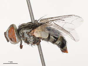  ( - CBG-B00051-A12)  @11 [ ] CreativeCommons - Attribution Share - Alike (2025) CBG Photography Group Centre for Biodiversity Genomics