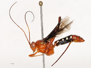  ( - CBG-B00051-E01)  @11 [ ] CreativeCommons - Attribution Share - Alike (2025) CBG Photography Group Centre for Biodiversity Genomics