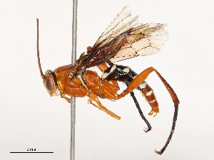  ( - CBG-B00051-E02)  @11 [ ] CreativeCommons - Attribution Share - Alike (2025) CBG Photography Group Centre for Biodiversity Genomics