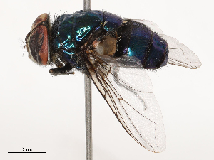  ( - CBG-B00052-D02)  @11 [ ] CreativeCommons - Attribution Share - Alike (2025) CBG Photography Group Centre for Biodiversity Genomics