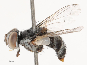  ( - CBG-B00052-E01)  @11 [ ] CreativeCommons - Attribution Share - Alike (2025) CBG Photography Group Centre for Biodiversity Genomics