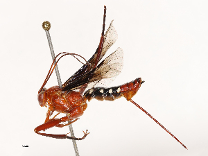  ( - CBG-B00052-G07)  @11 [ ] CreativeCommons - Attribution Share - Alike (2025) CBG Photography Group Centre for Biodiversity Genomics