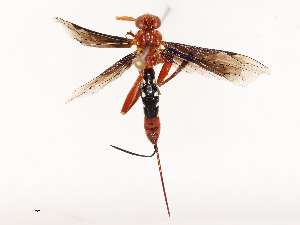  ( - CBG-B00052-G08)  @11 [ ] CreativeCommons - Attribution Share - Alike (2025) CBG Photography Group Centre for Biodiversity Genomics