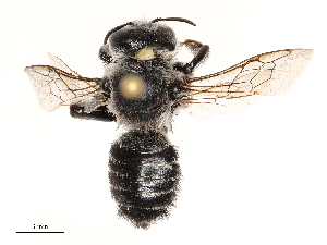  ( - CBG-B00053-B04)  @11 [ ] CreativeCommons - Attribution Share - Alike (2025) CBG Photography Group Centre for Biodiversity Genomics