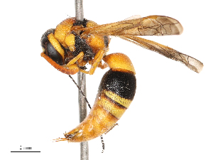  ( - CBG-B00053-E04)  @11 [ ] CreativeCommons - Attribution Share - Alike (2025) CBG Photography Group Centre for Biodiversity Genomics