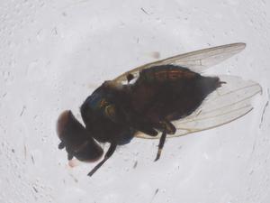  ( - CBG-B00067-E10)  @11 [ ] CreativeCommons - Attribution Share - Alike (2025) Centre for Biodiversity Genomics Centre for Biodiversity Genomics