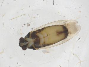  ( - CBG-B00070-A02)  @11 [ ] CreativeCommons - Attribution Share - Alike (2025) Centre for Biodiversity Genomics Centre for Biodiversity Genomics