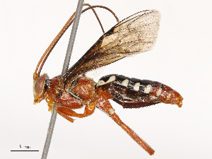  ( - CBG-B00073-B12)  @11 [ ] CreativeCommons - Attribution Share - Alike (2025) CBG Photography Group Centre for Biodiversity Genomics