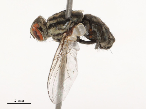  ( - CBG-B00073-E07)  @11 [ ] CreativeCommons - Attribution Share - Alike (2025) CBG Photography Group Centre for Biodiversity Genomics