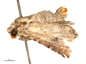  ( - CBG-B00074-F09)  @11 [ ] CreativeCommons - Attribution Share - Alike (2025) CBG Photography Group Centre for Biodiversity Genomics