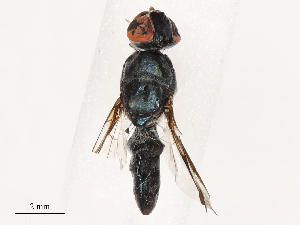  ( - CBG-B00084-A12)  @11 [ ] CreativeCommons - Attribution Share - Alike (2025) CBG Photography Group Centre for Biodiversity Genomics