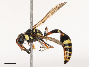  ( - CBG-B00084-C11)  @11 [ ] CreativeCommons - Attribution Share - Alike (2025) CBG Photography Group Centre for Biodiversity Genomics